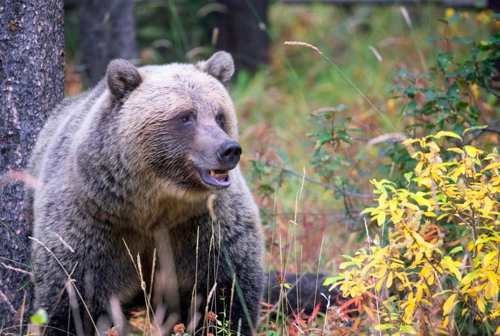 Attacks by grizzly bears are rare, but there are several things visitors can do to avoid them, Banff National Park says. 