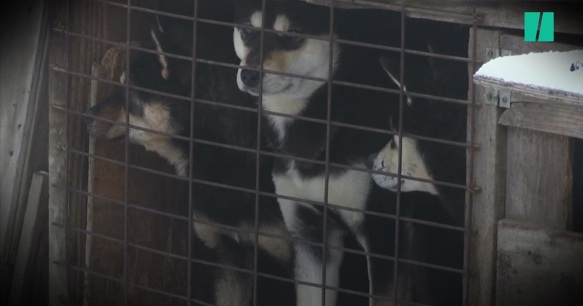 South Korea Bans Killing Dogs For Food HuffPost Videos