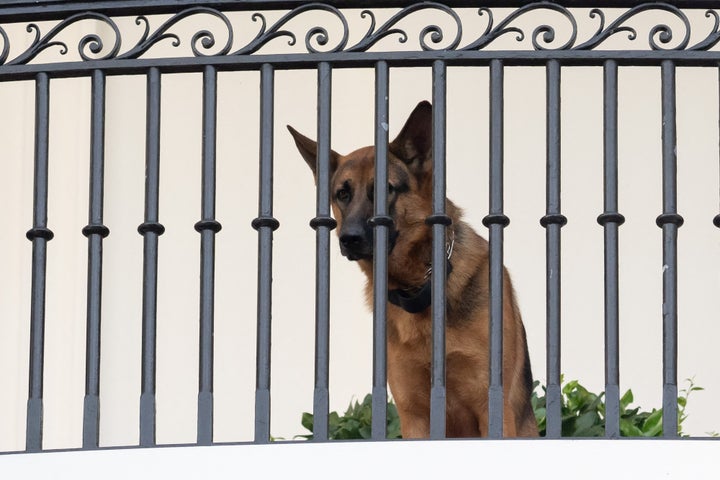 Commander, US President Joe Biden's dog, is seen sitting on the Truman Balcony at the White House in Washington, DC, September 30, 2023. (Photo by SAUL LOEB / AFP) (Photo by SAUL LOEB/AFP via Getty Images)