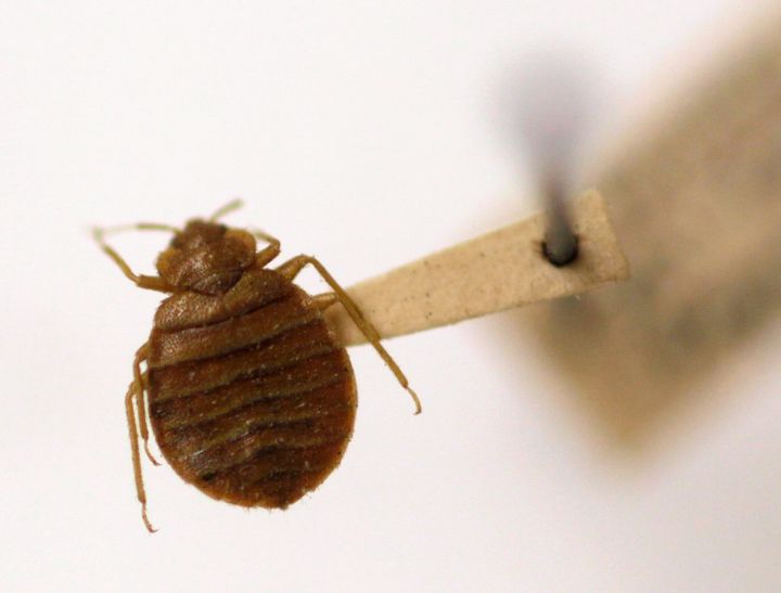 Bedbugs have plagued France and other countries for decades.