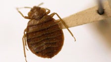 Bedbugs Panic Spreads Across France Ahead Of 2024 Olympics Bedbugs Panic Spreads Across France Ahead Of 2024 Olympics