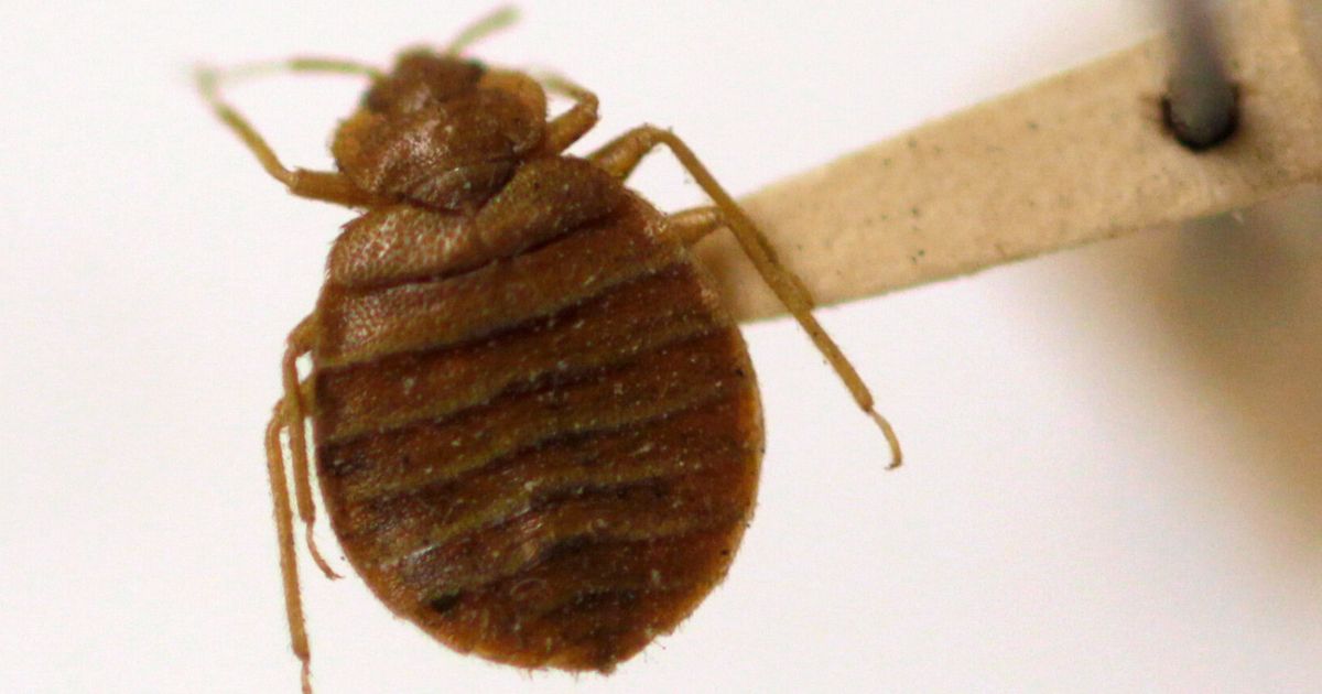 Bedbugs Panic Spreads Across France Ahead Of 2024 Olympics
