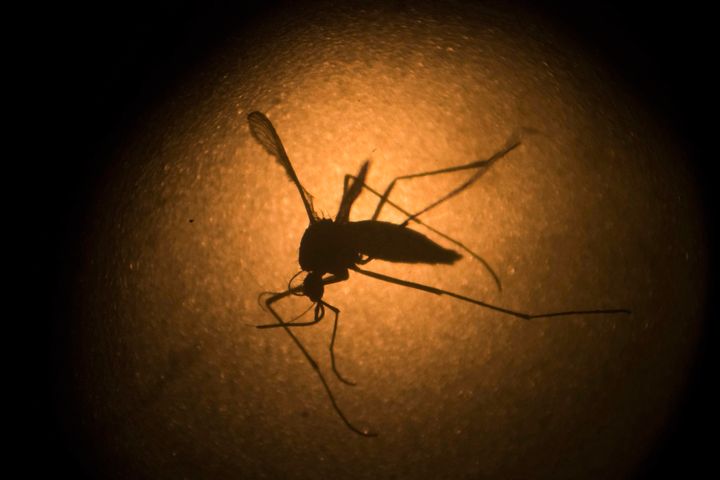 Ένα κουνούπι Aedes aegypti που είναι γνωστό ότι μεταφέρει τον ιό Ζίκα και τον δάγκειο πυρετό, φωτογραφίζεται στο μικροσκόπιο.