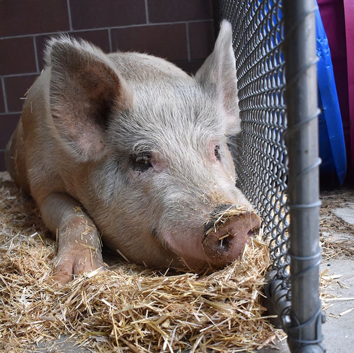 Large Pig Named Fred Captured After Days Of Crimes 2 Fred after he was apprehended.