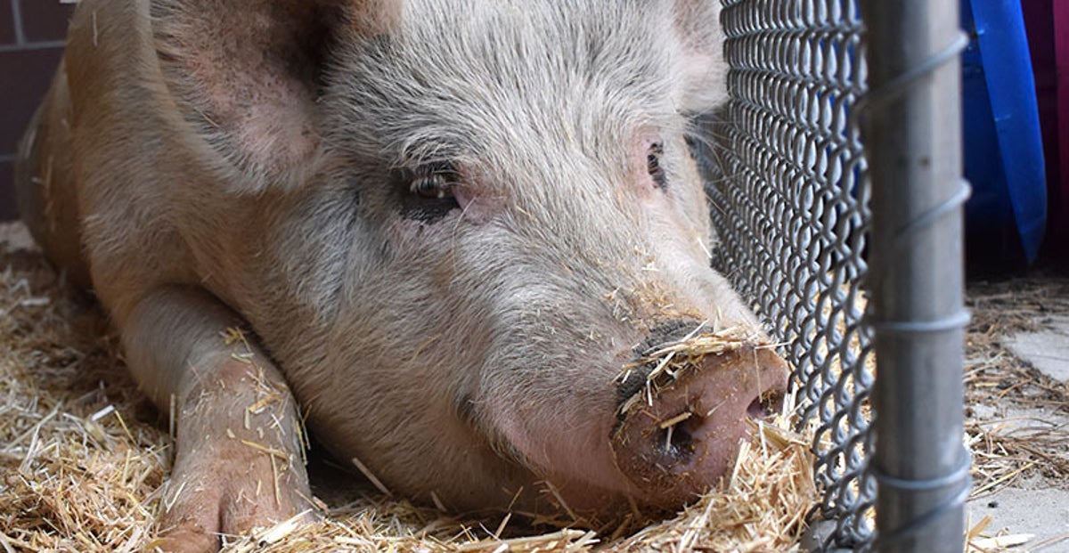 Large Pig Named Fred Captured After Days Of Crimes Large Pig Named Fred Captured After Days Of Crimes