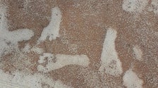 New Mexico Footprints Oldest Sign Of Humans In Americas, Evidence Suggests