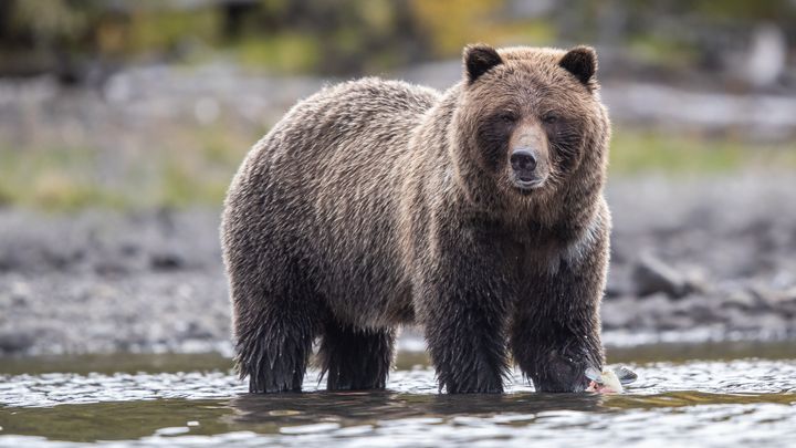 A grizzly bear walking in a river in Canada.