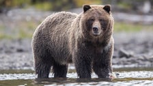 Couple Attacked By Bear Sent 1 Distressing Final Text