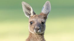 「エアギターカンガルー」がイケ散らかしてる...数千の応募から厳選された、動物たちの珍写真集がこれだ
