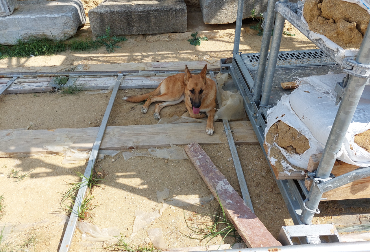 Η Ολυ που υιοθέτησε η ομάδα φυλάκων του ταφικού μνημείου. 