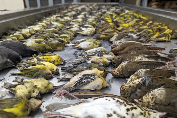In this image provided by the Chicago Field Museum, the bodies of migrating birds are displayed, Thursday, Oct. 5, 2023, at the Chicago Field Museum, in Chicago.
