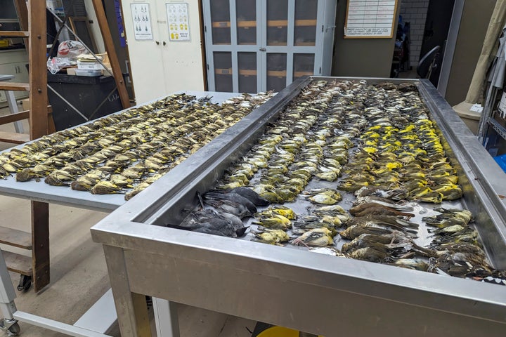 In this image provided by the Chicago Field Museum, the bodies of migrating birds are displayed, Thursday, Oct. 5, 2023, at the Chicago Field Museum, in Chicago.