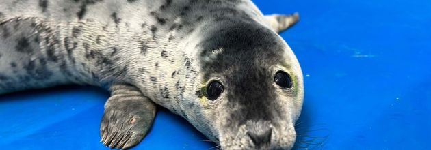 Judi Dench, the seal pup.