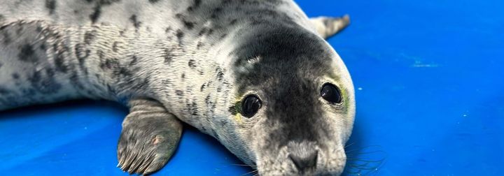 Judi Dench, the seal pup.