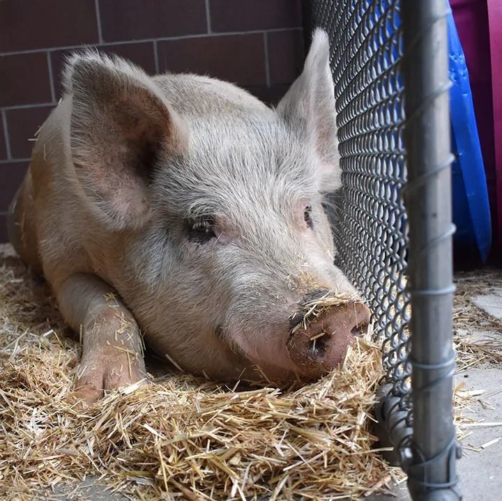 捕えられた豚はフレッドと名付けられた