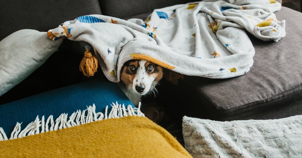 So THAT's How To Tell If Your Dog Is Actually Guilty AF - Vimarsana News