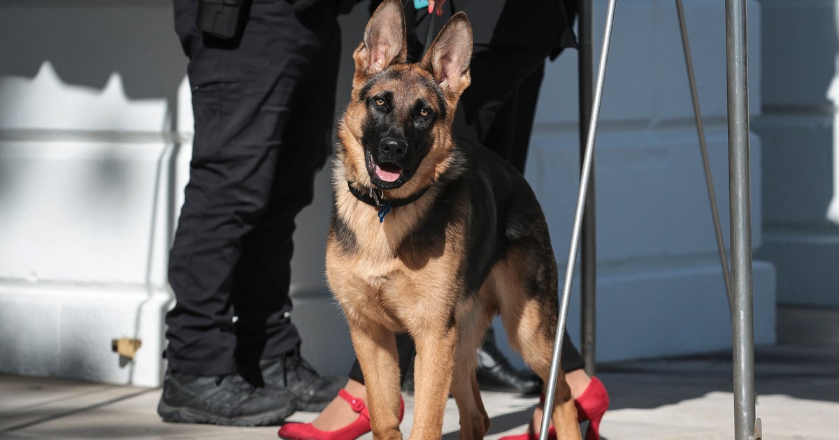 What It May Mean If Your Dog Keeps Biting Other People