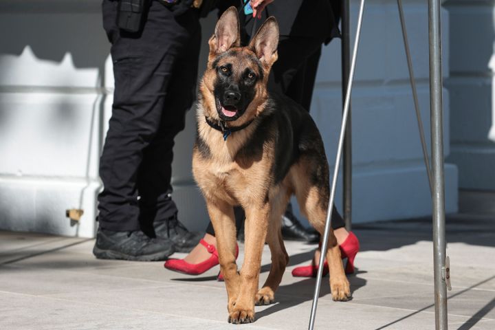 The Bidens' dog Commander, a German shepherd, was removed from the White House after biting multiple Secret Service agents.