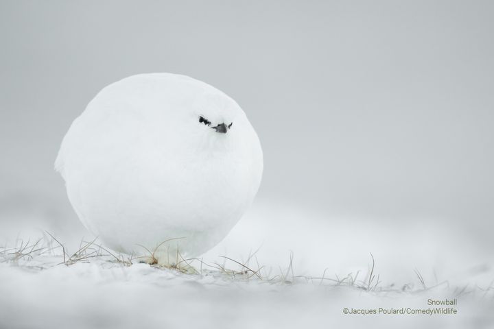 The Comedy Wildlife Photography Awards 2023 Jacques Poulard craponne France Title: Snowball !