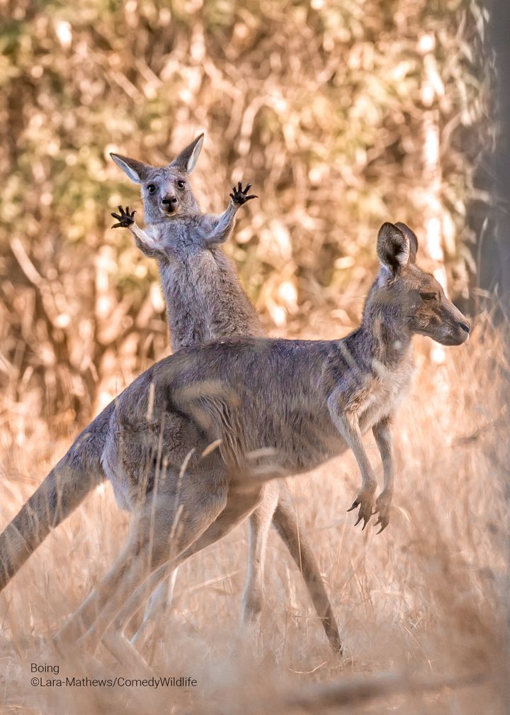 The Comedy Wildlife Photography Awards 2023 Lara Mathews Melbourne Australia Title: Boing!