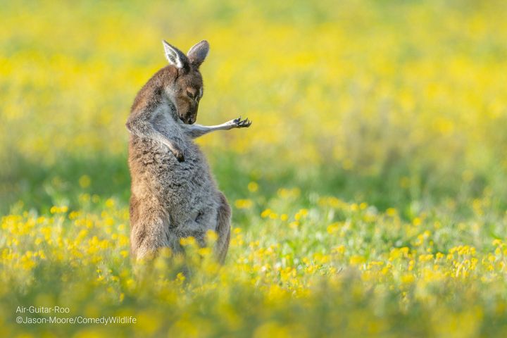 The Comedy Wildlife Photography Awards 2023 Jason Moore Perth Australia Title: Air Guitar Roo