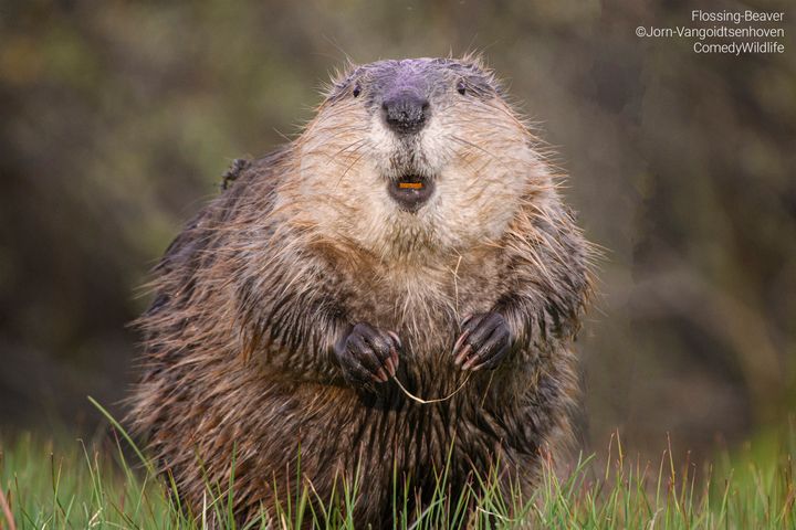 The Comedy Wildlife Photography Awards 2023 Jorn Vangoidtsenhoven Wichita Falls United States Title: Flossing Beaver