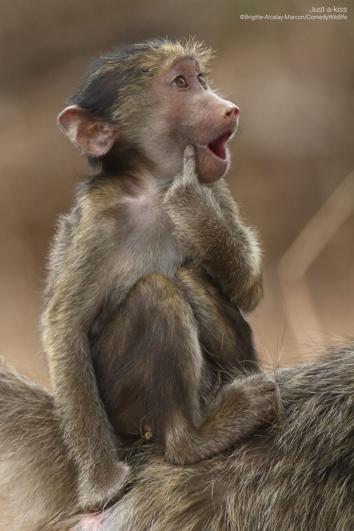 The Comedy Wildlife Photography Awards 2023 Brigitte Alcalay-Marcon MONTMEYRAN France Title: "Just a kiss"