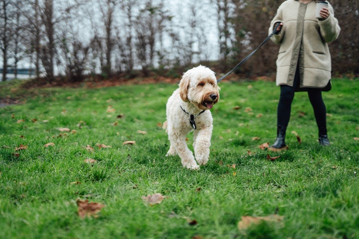 If Your Dog's Poop Looks Like This, It's Time To See A Vet | HuffPost Life