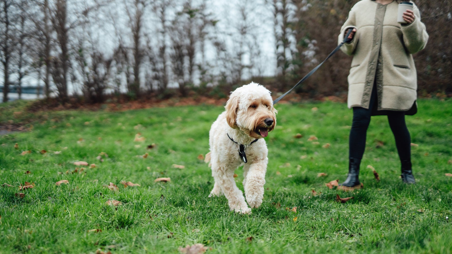 Green slimy poop clearance dog