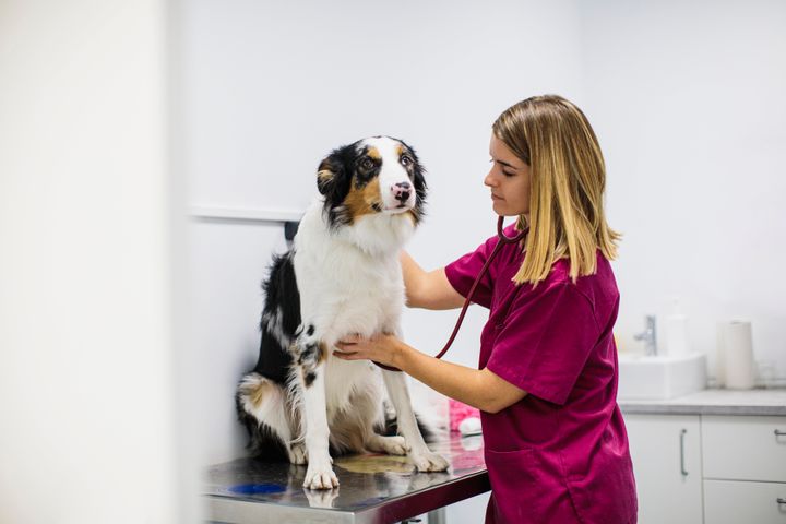 A vet can examine your dog for other symptoms or issues if your pup's stool isn't normal.