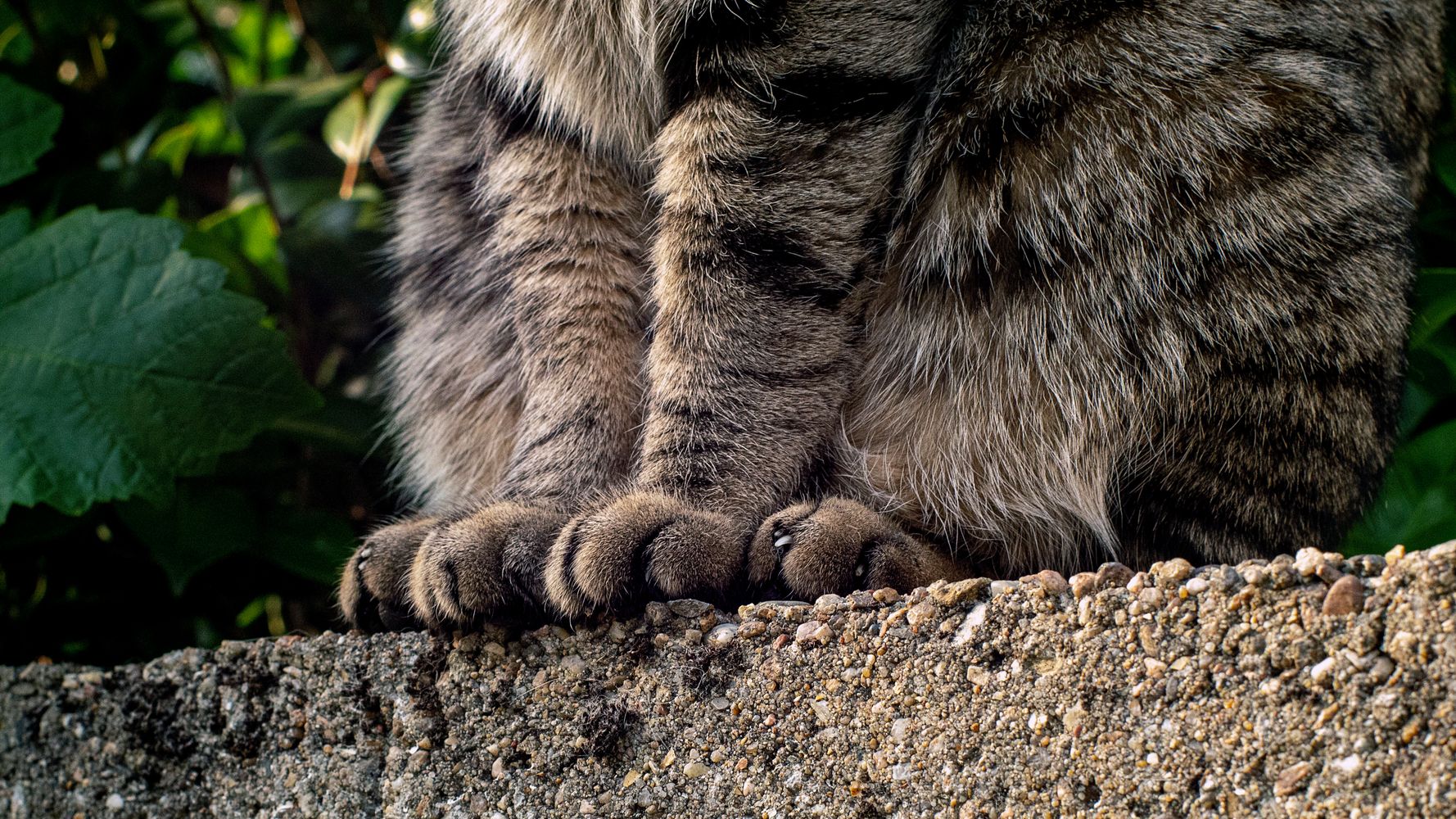 Tabby cat reunited with owners in California 12 years after