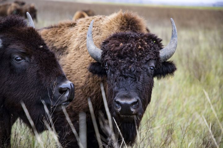 Only about 400,000 bison remain in North America, most of them being raised as livestock.