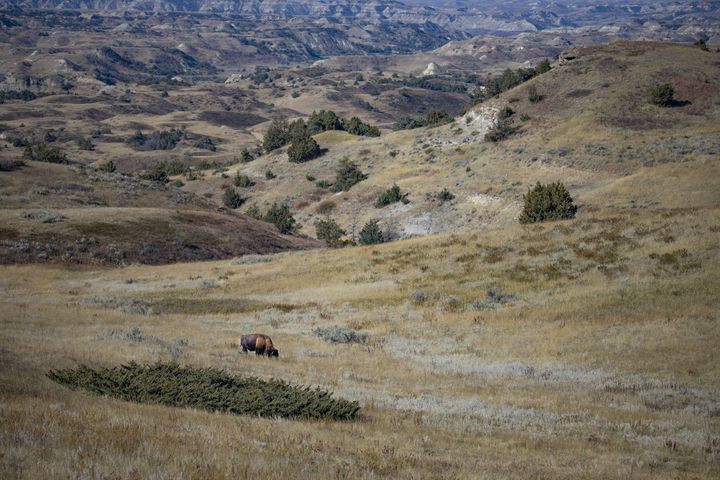 A lone bison grazes in Theodore Roosevelt National Park in North Dakota.