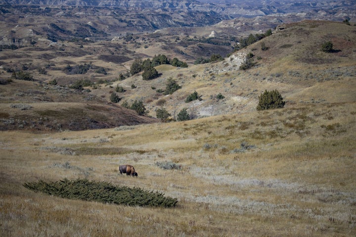 A lone bison grazes at Theodore Roosevelt National Park in North Dakota.