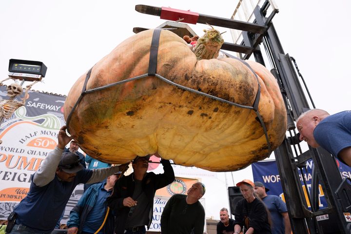 Travis Gienger's giant pumpkin, 2,749 pounds in weight, is lifted at the Safeway 50th annual World Championship Pumpkin Weigh-Off on October 9, 2023