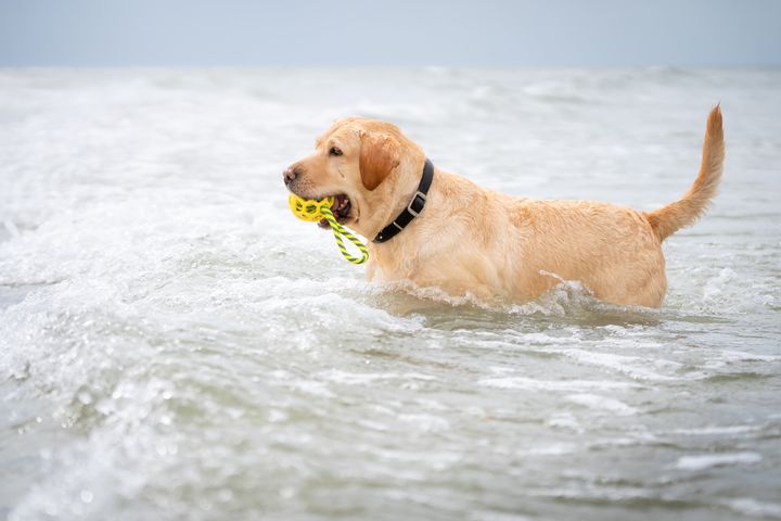 ビーチで遊ぶ犬（イメージ画像）
