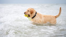 マッコウクジラの結石？ビーチで遊んでいた飼い犬が、希少な石とみられる物体を発見する（画像）