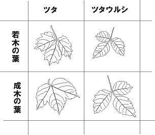 ツタとツタウルシの見分け方