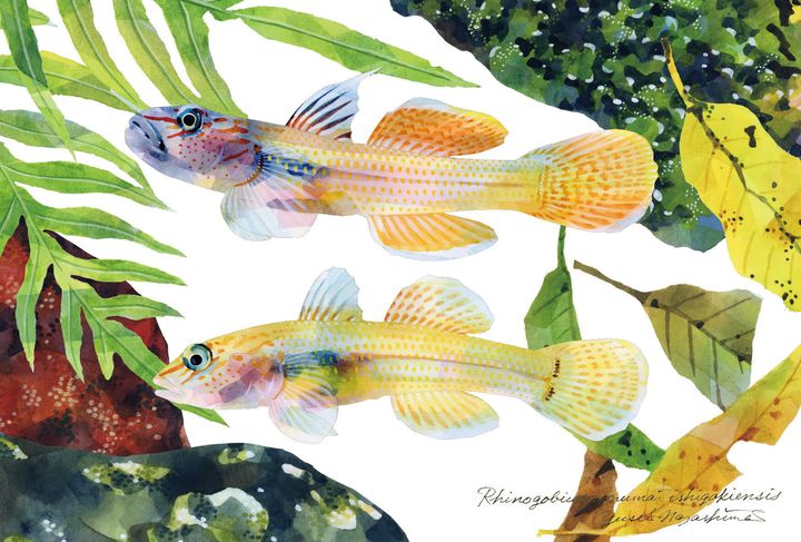 魚譜画家の長嶋祐成さんが書き下ろしたイシガキパイヌキバラヨシノボリのイラスト