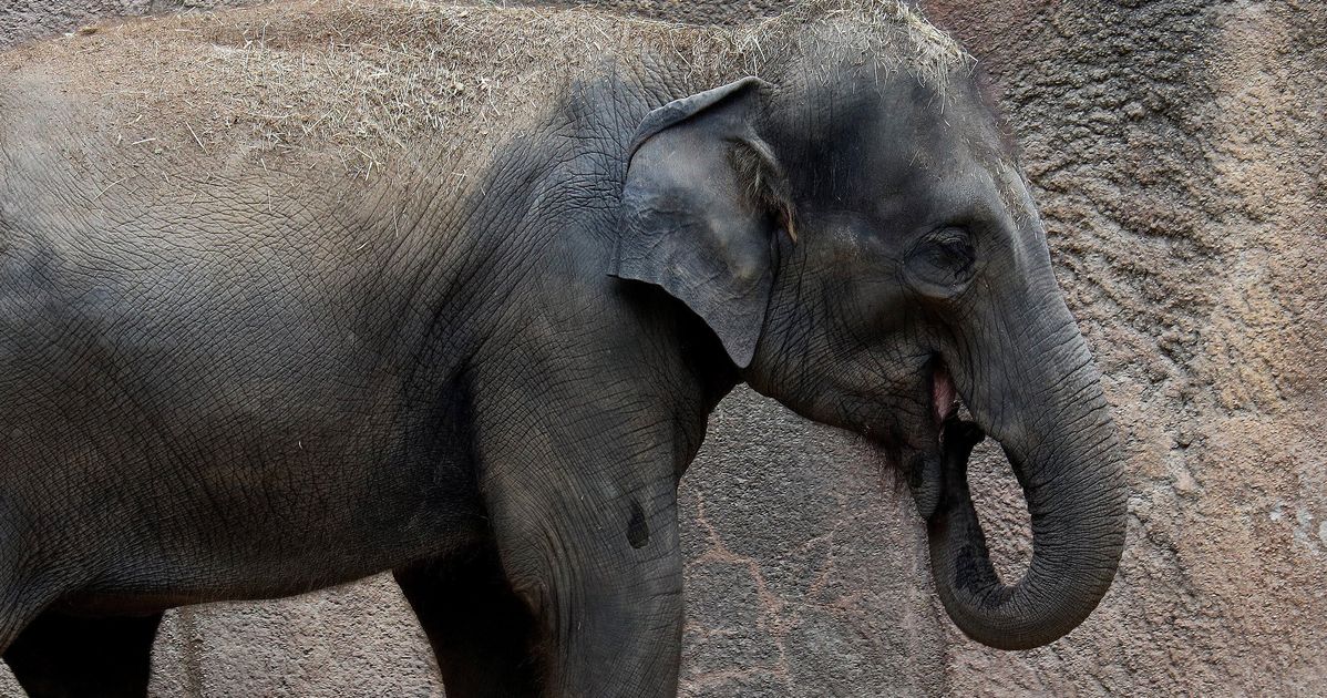 Elephant Dies At St. Louis Zoo Shortly After Herd Is Spooked By Unleashed Dog