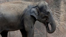 Elephant Dies At St. Louis Zoo Shortly After Herd Is Spooked By Unleashed Dog