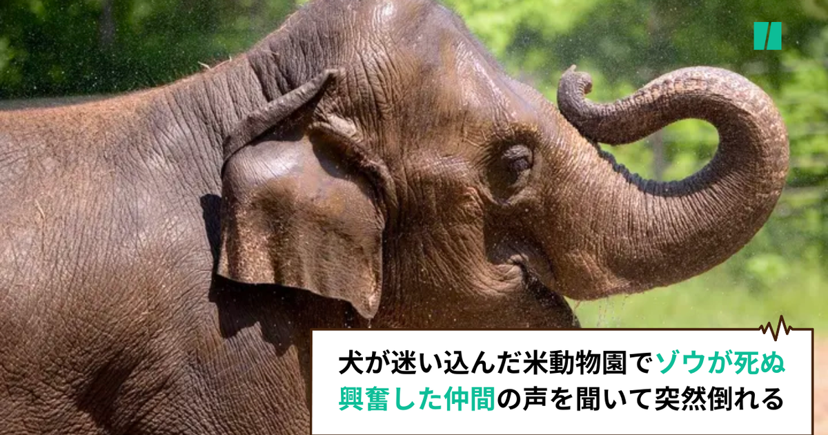 犬が迷い込んだ米動物園で、ゾウが死ぬ。興奮した仲間の声を聞いて突然