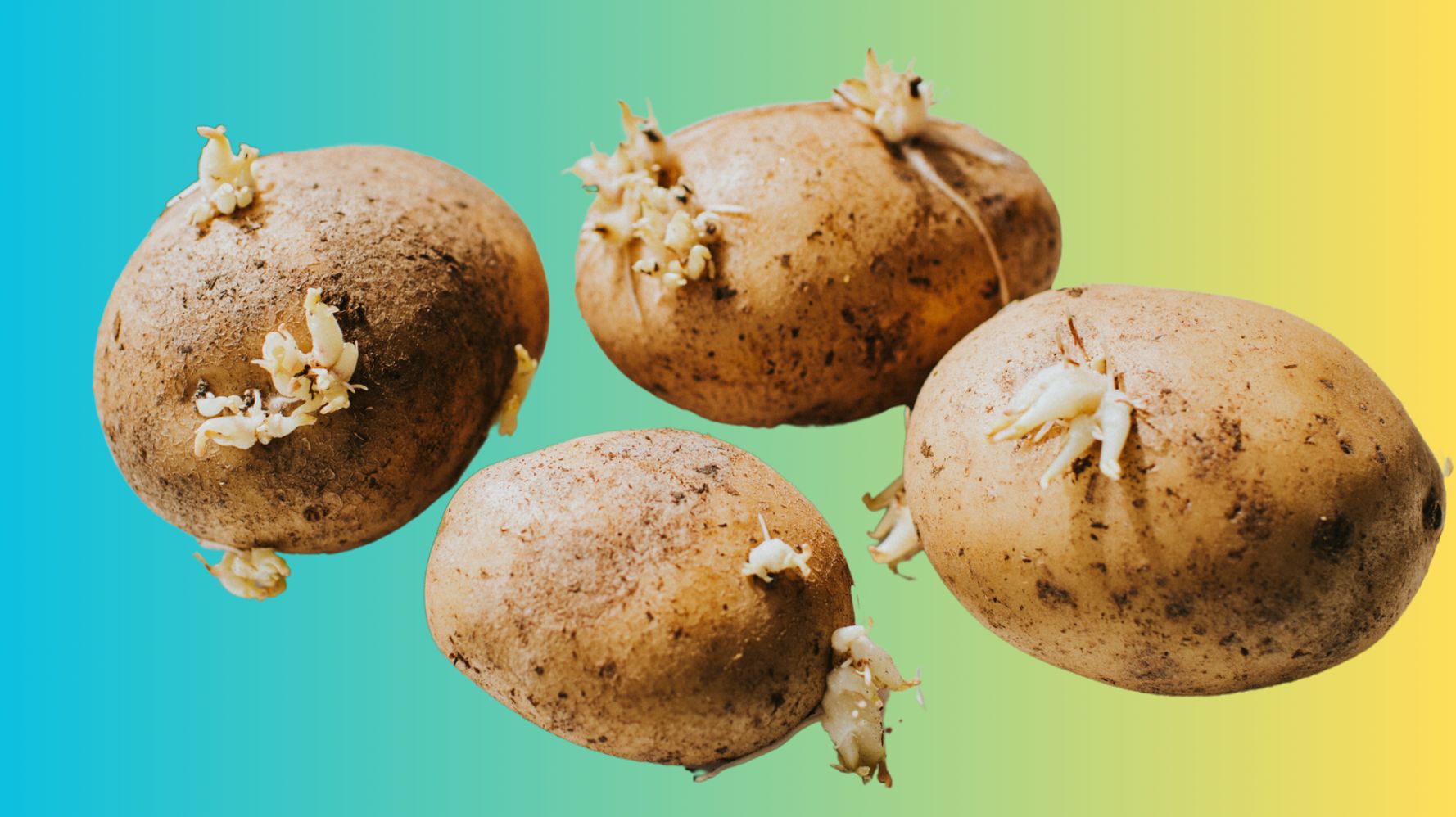 Is It Safe To Eat A Potato That's Turning Green Or Sprouting Eyes? |  HuffPost Life