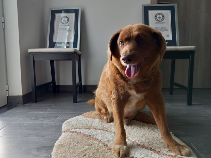 Bobi, a purebred Rafeiro do Alentejo Portuguese dog, poses for a photo with his Guinness World Record certificates for the oldest dog, at his home in Conqueiros, central Portugal.