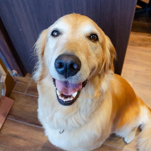 栃木県「那須温泉 ホテルエピナール那須」の看板犬「こなす」