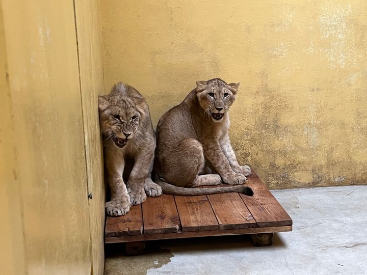 The lions cowering in their shelter