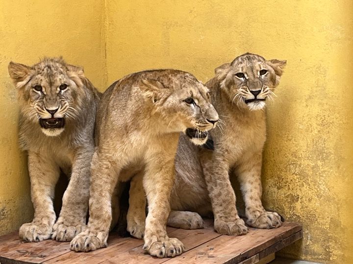 The three 10-month old cubs