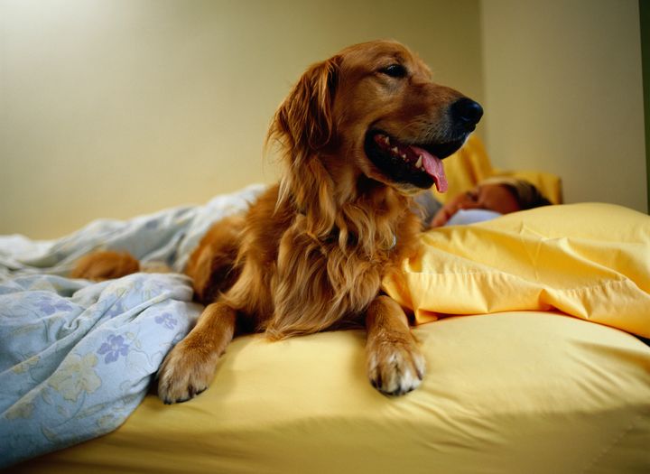 If you let your pet in bed with you, consider upping the frequency of your linen washing.