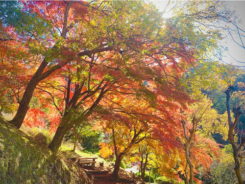 紅葉シーズン到来】葉っぱが赤や黄色に色づく理由を知ってる？ モミジ