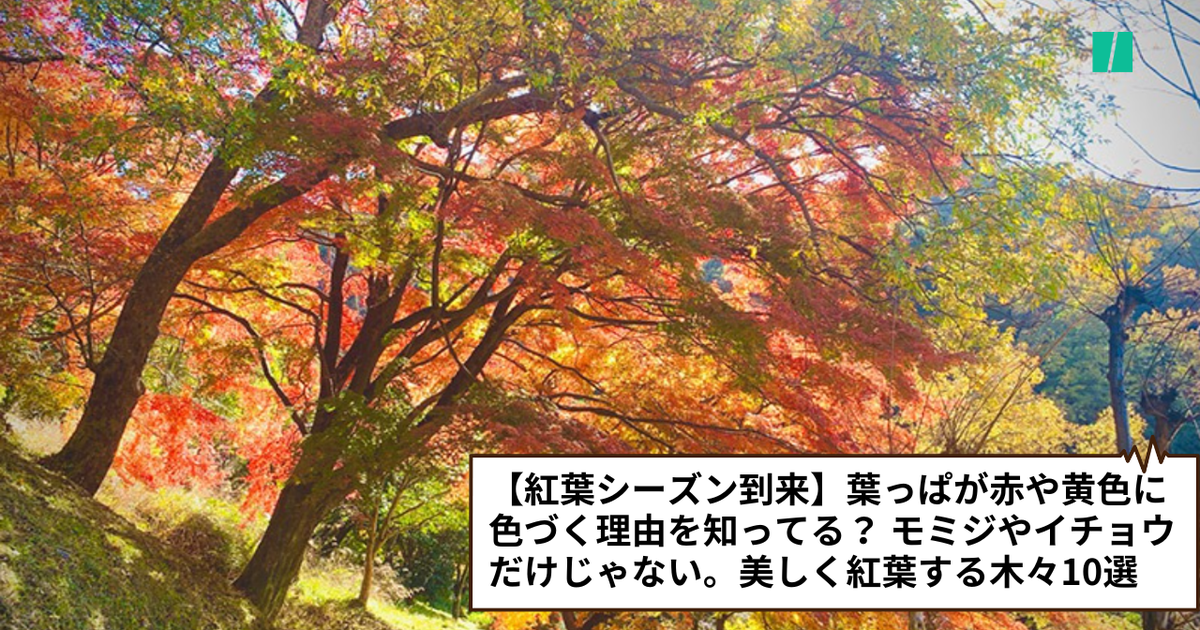 紅葉シーズン到来】葉っぱが赤や黄色に色づく理由を知ってる？ モミジ